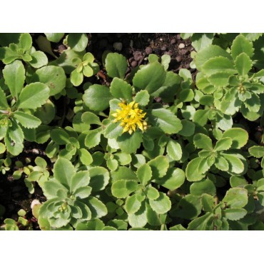Sedum Kamtschaticum